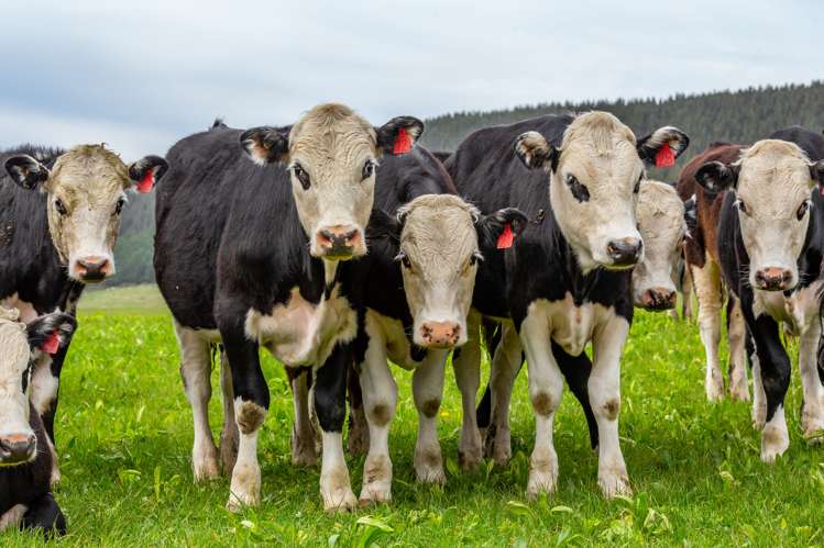 Wairiri Road Glentunnel_2