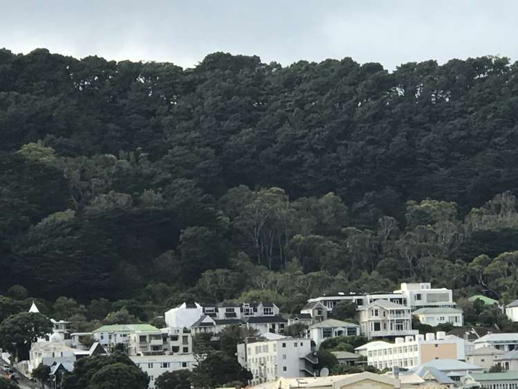 7f/245 Wakefield Street Te Aro_14
