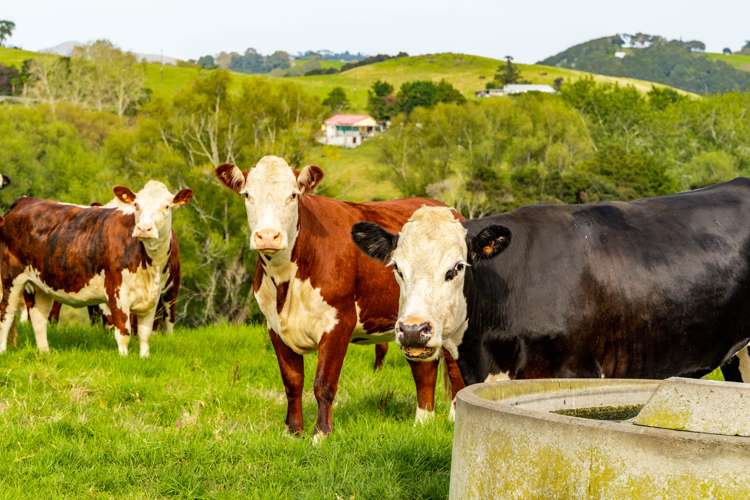 181 Pahi Road Paparoa_7