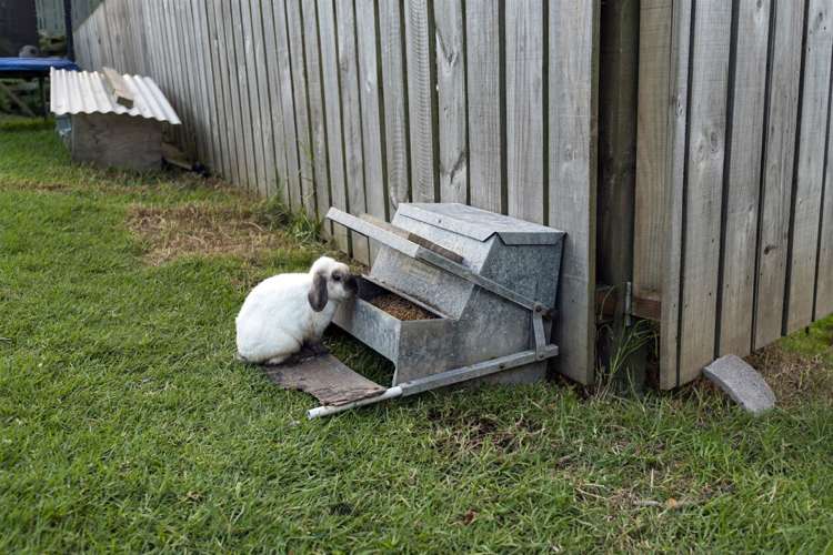 55 Jaemont Avenue Te Atatu South_36