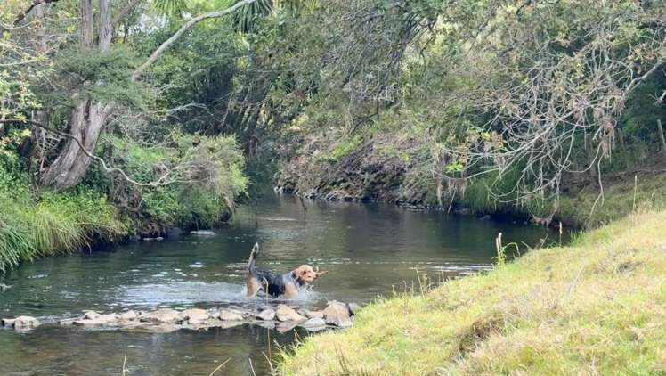 451 Okete Road Raglan_31