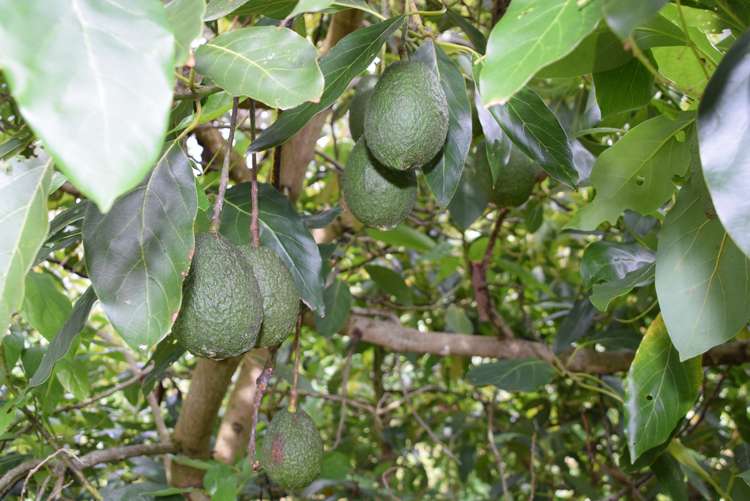 Journeys End Tapora_9