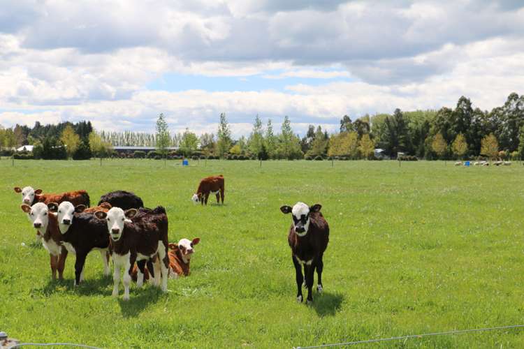 18 Thews Road Tinwald_21