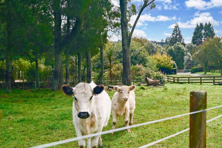 862C Paradise Valley Road Ngongotaha Valley_22