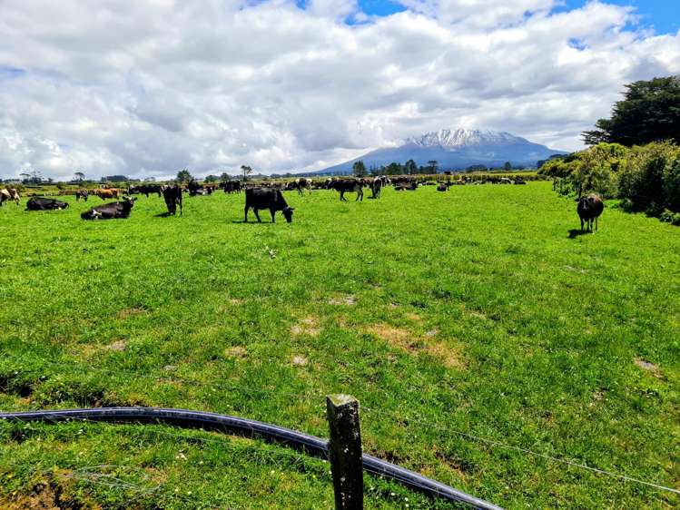 299 Cardiff Road Cardiff_17