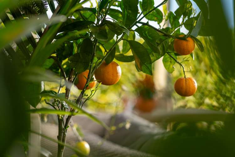 18 Takahe Drive Paraparaumu Beach_33