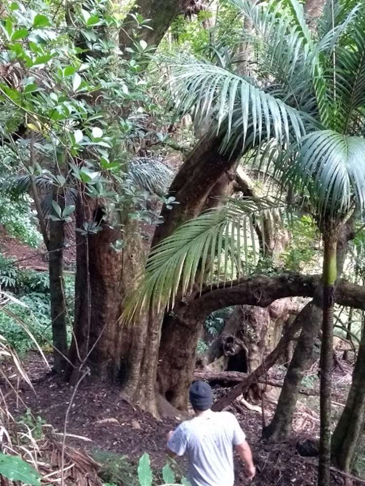 1708 Russell Road Hukerenui and Surrounds_9