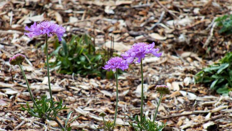 53 Kitewaho Road Swanson_56