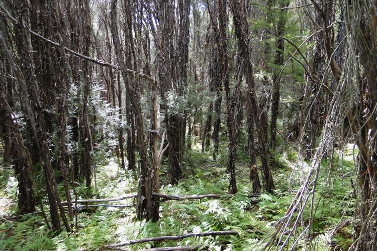 Tadmor-Glenhope Road Tasman_16