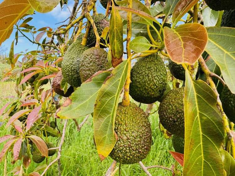 22 Houhora Heads Road Pukenui_48