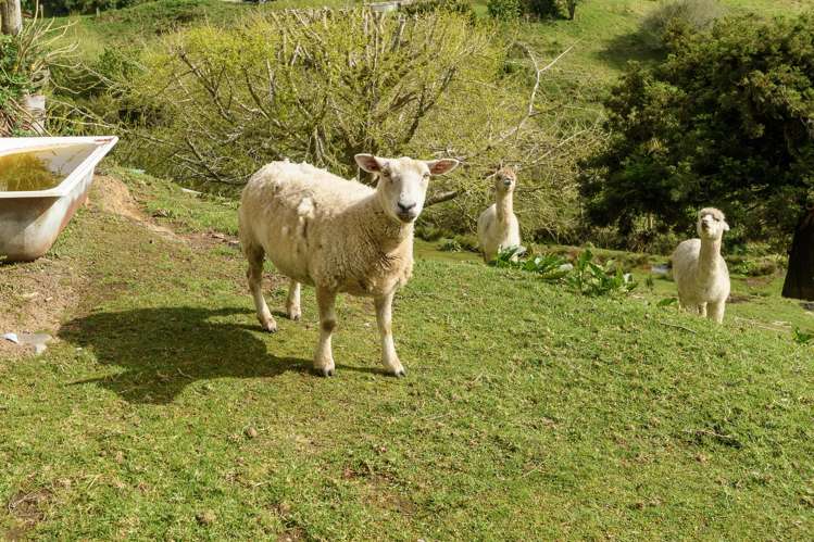 94 Darraghs Road Brookfield_14