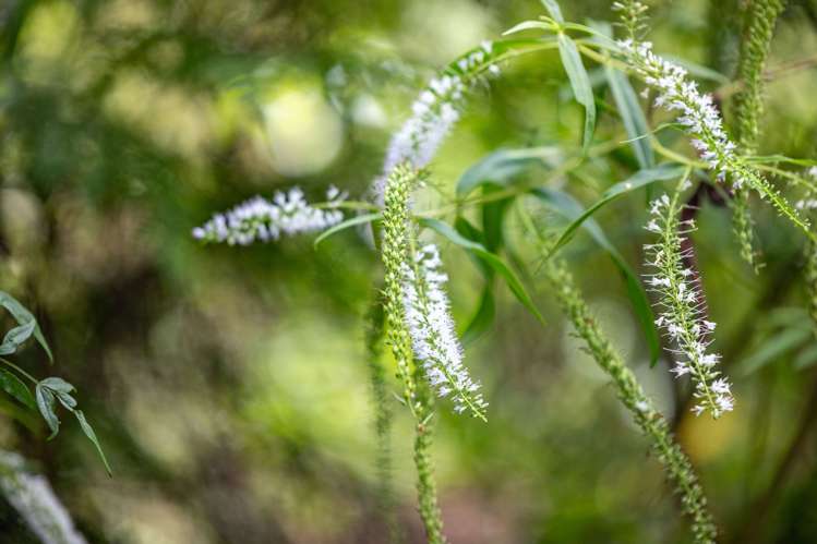 93 Gibson Lane Te Awamutu_42
