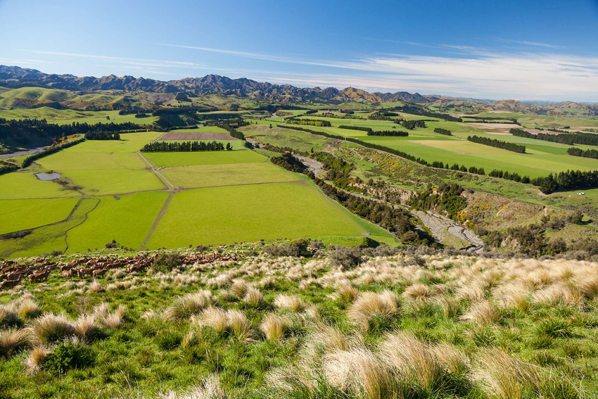 3276 Inland Kaikoura Road Stag And Spey_0