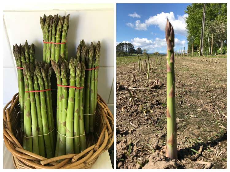 316 Somerville Road Tapapa_18