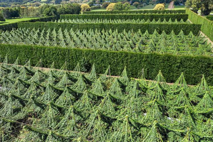 121a Macdonald Road Te Teko_30