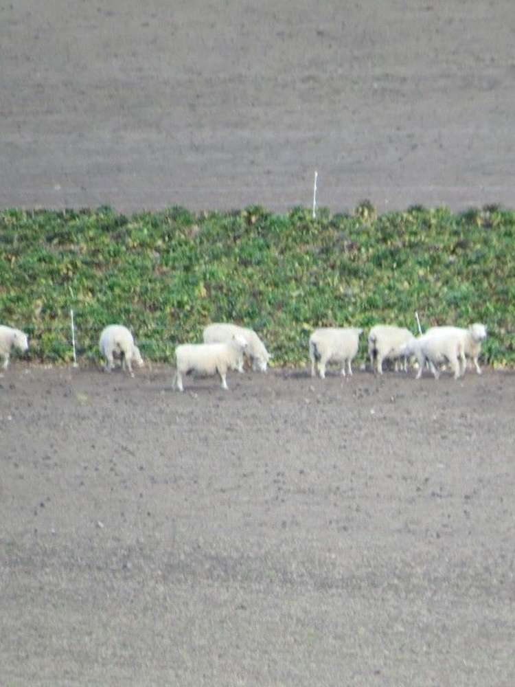 649 Kauru Hill Road Five Forks and Surrounds_42