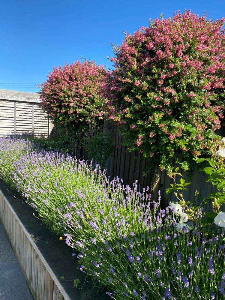 14 Huntingdon Drive Rangiora_18