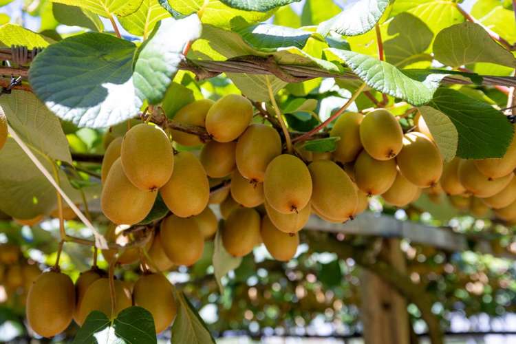 140C Wharawhara Road Tahawai_17