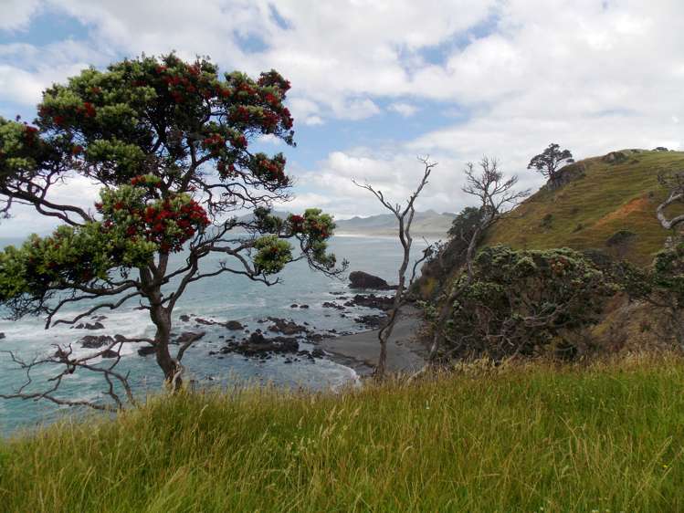 Kauri Mountain Road Whangarei_11