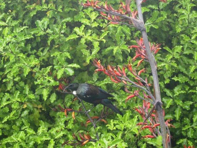 70 Woodills Road Akaroa_17