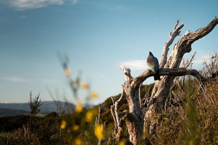 379b Orepuki Riverton Highway Riverton & Surrounds_9