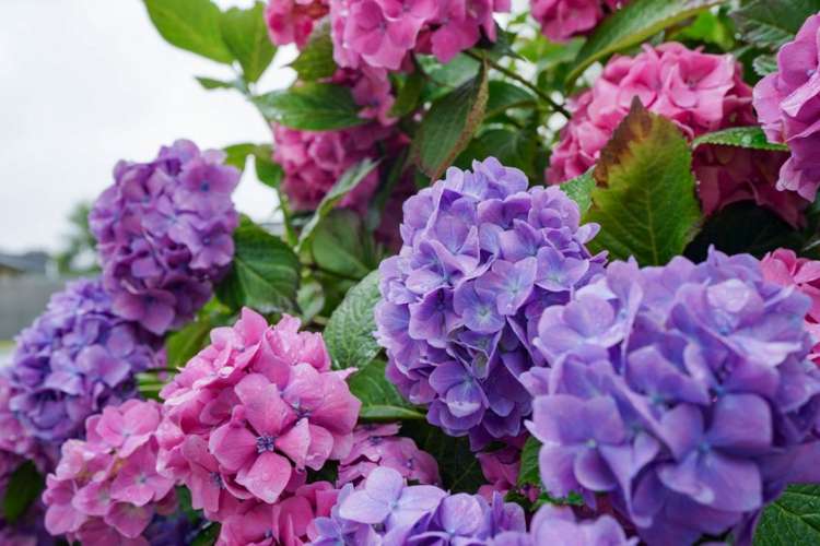 557 Herbert Street Waverley_27