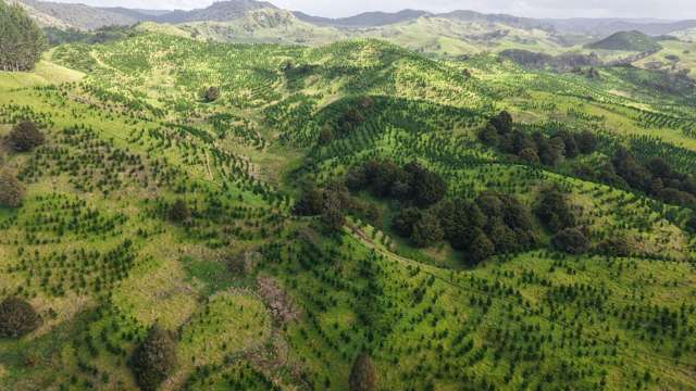 Waimatenui 294ha First Rotation Forest