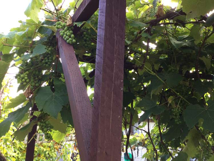 104 Hays Place Thames_19