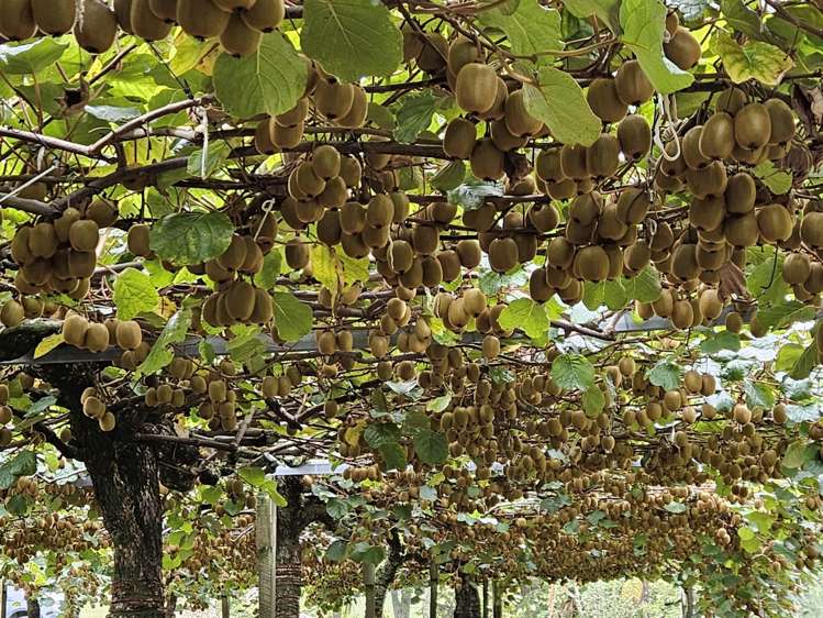 1395 No 3 Road Te Puke_16