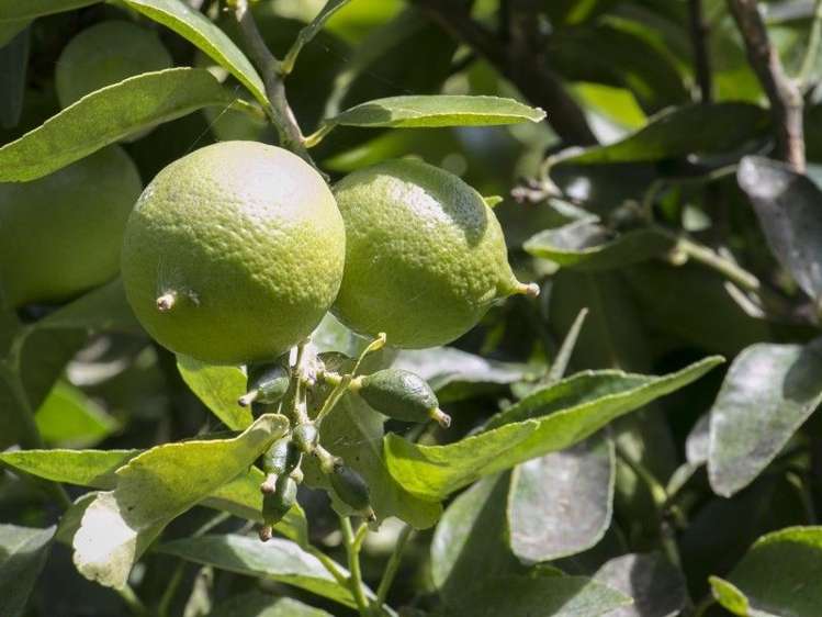 58d Rawaka Drive Katikati_13