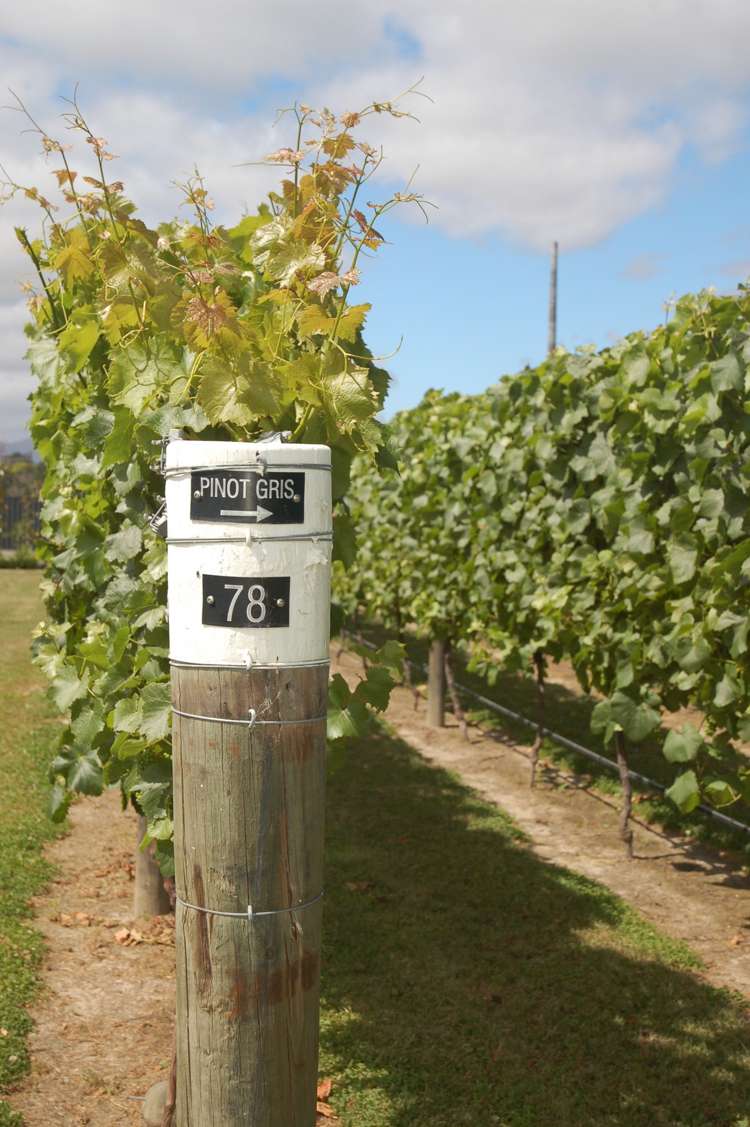 24 Gee Street Renwick_14