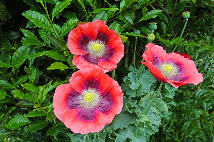 26 Ernest George Drive Karaka_20