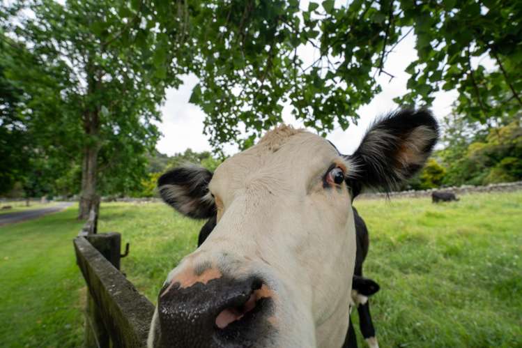 524 Ngunguru Road Glenbervie_18