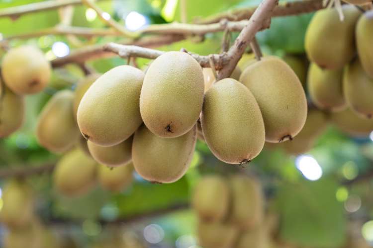 121a Macdonald Road Te Teko_7