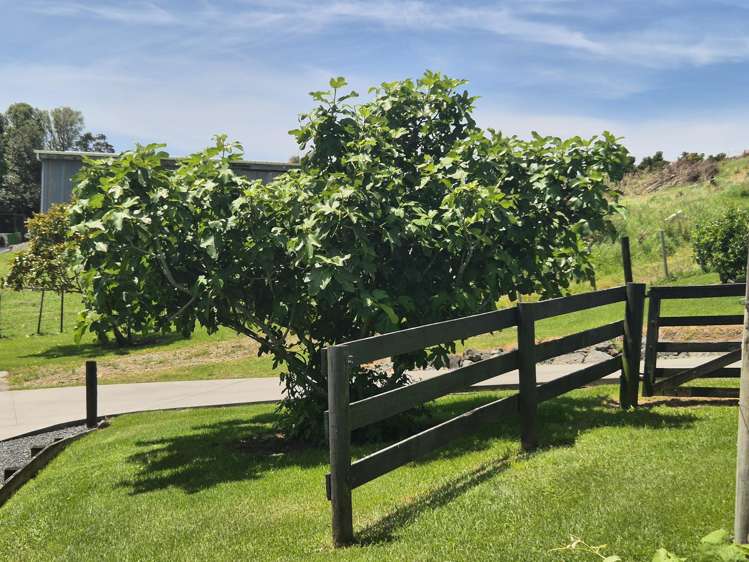 293 Lawrence Road Mangawhai_35