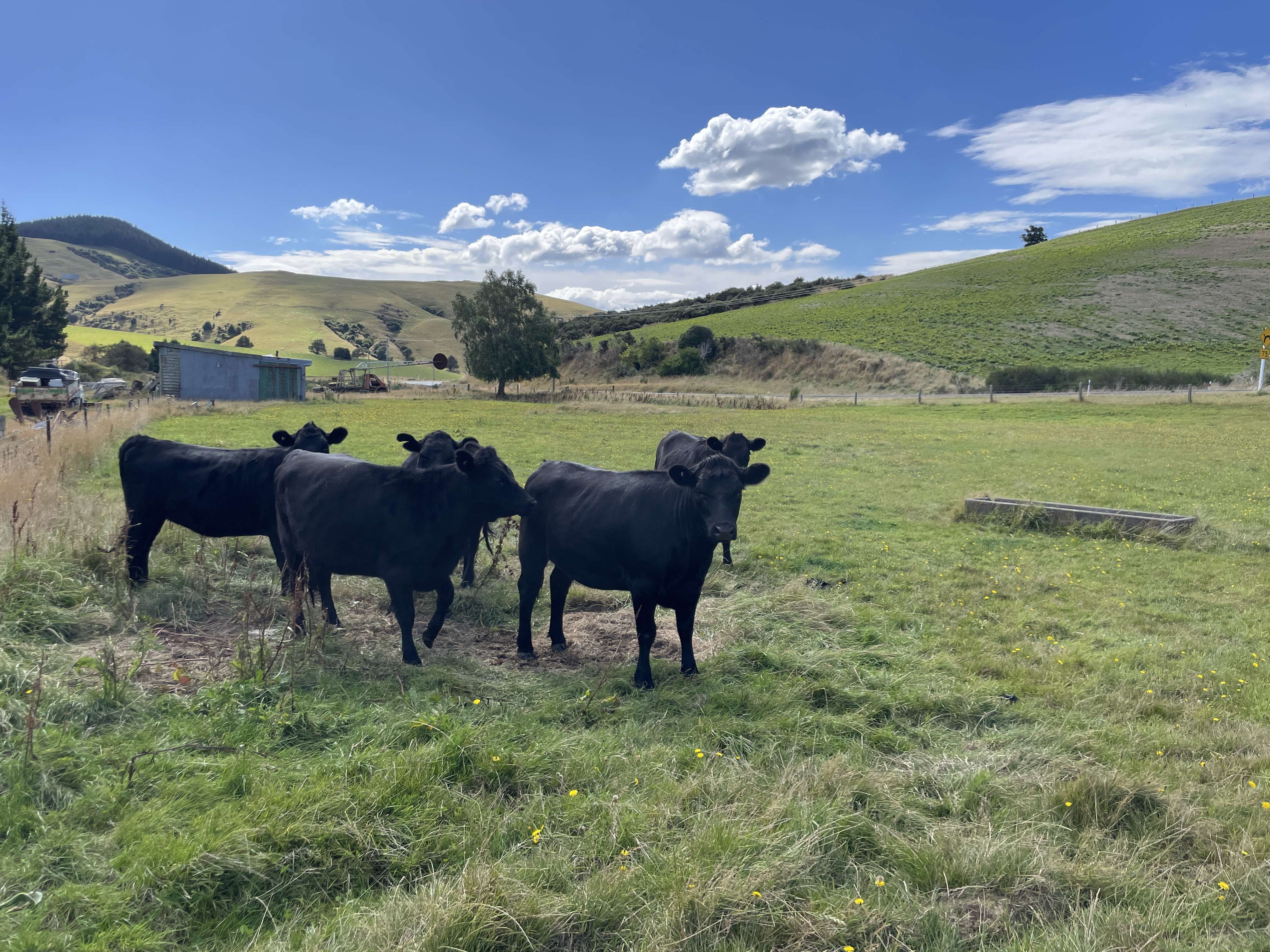 19581970 Owaka Highway Ahuriri Flat Clutha Rural Property For