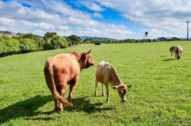 273 Forestry Road Waitoki_61