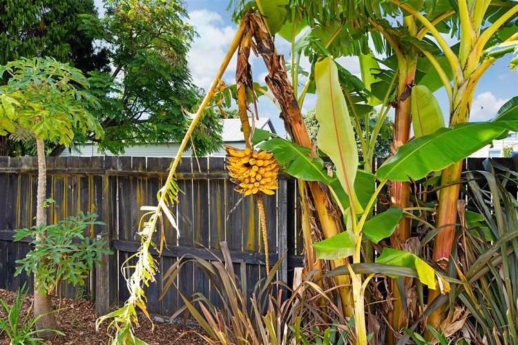 41 Wairau Avenue Avondale_14