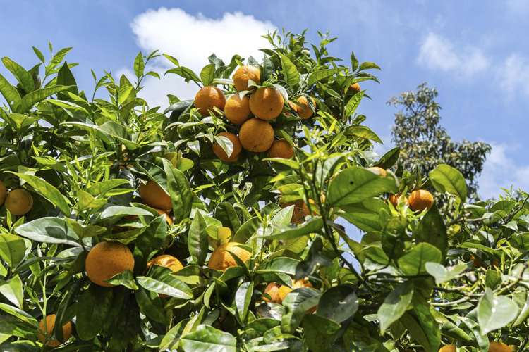 15 Linda Street Oakura_25