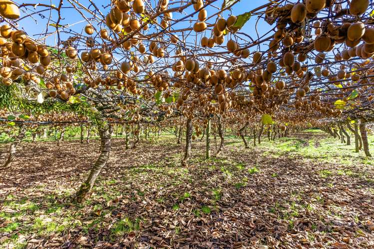 99 Alfriston-Ardmore Road Ardmore_19