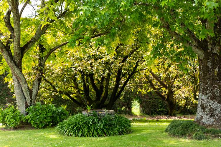 86b Pahoia Road Whakamarama_16