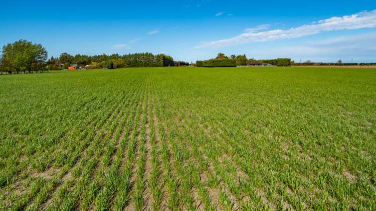 Selwyn Lake Road Leeston_18