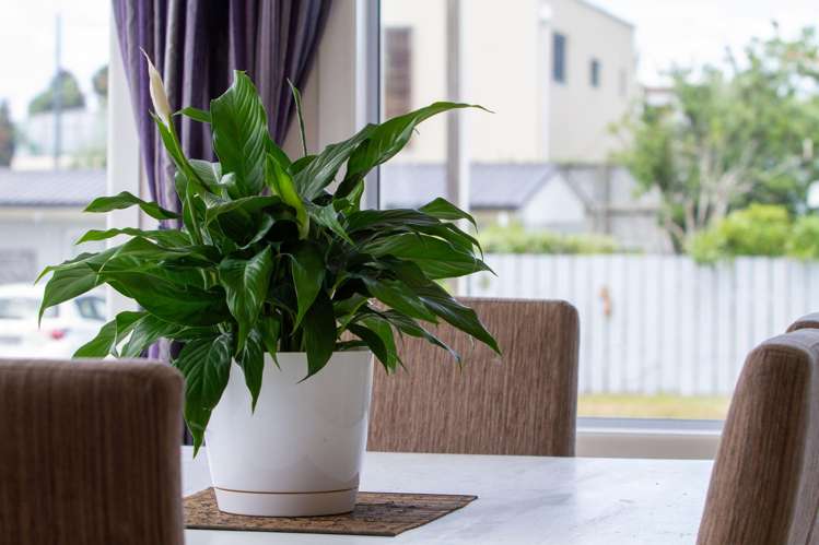 45 Dillon Street Waihi Beach_40