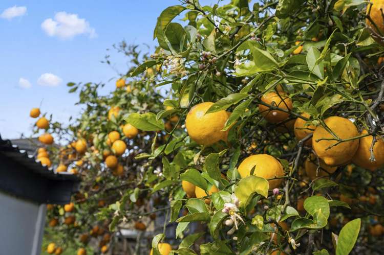 5 Pitau Road Mount Maunganui_6