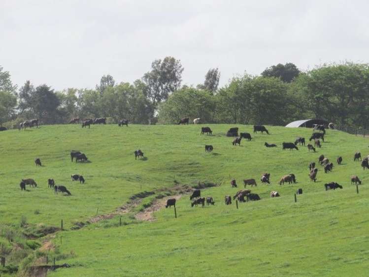 114 Pukekapia Road Ruawaro_8