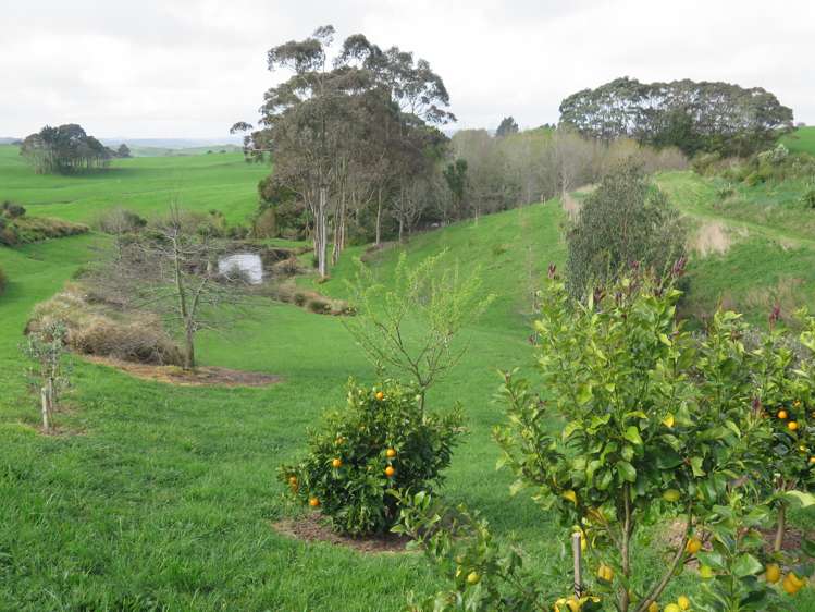 30 Bridle Creek Road Raglan_67