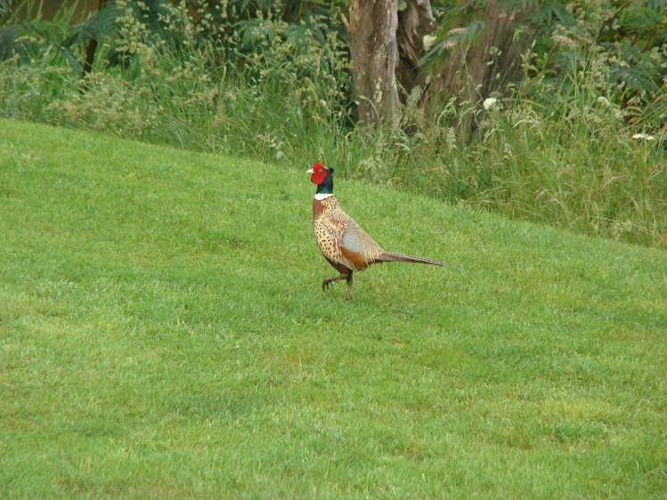 256b Wakelin Road Kerikeri_13