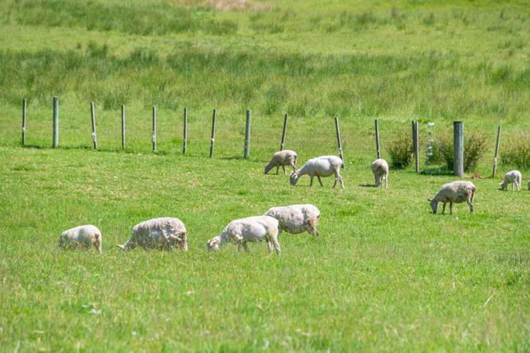 299 Haruru Road Kaukapakapa_8