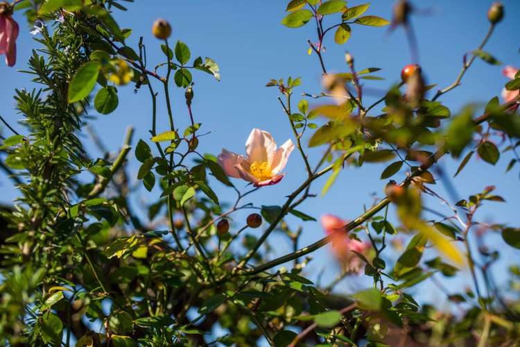 2/7 Akehurst Avenue New Lynn_19