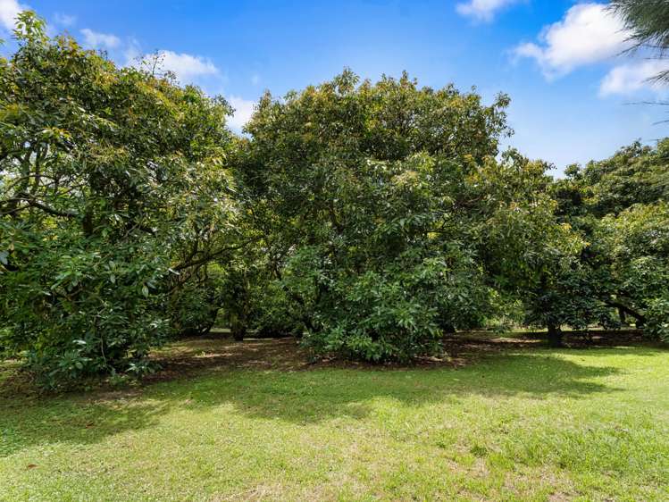 261 Wainui South Road Whakamarama_30